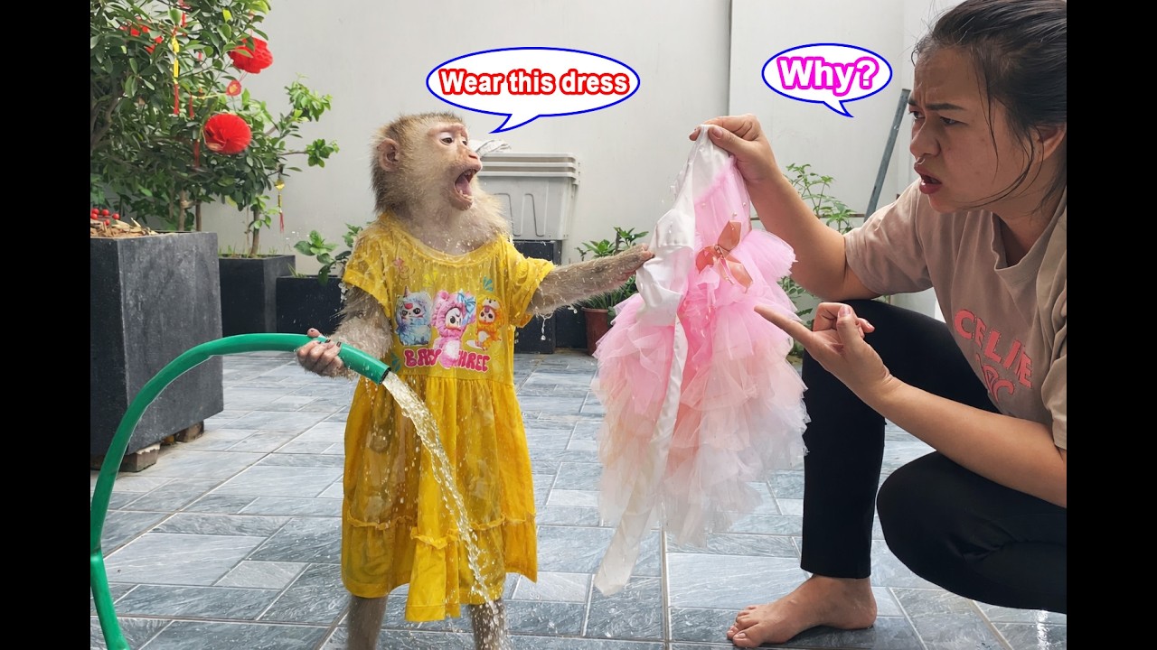 Monkey Lyly deliberately soiled the dress she hated, leaving her mother helpless.