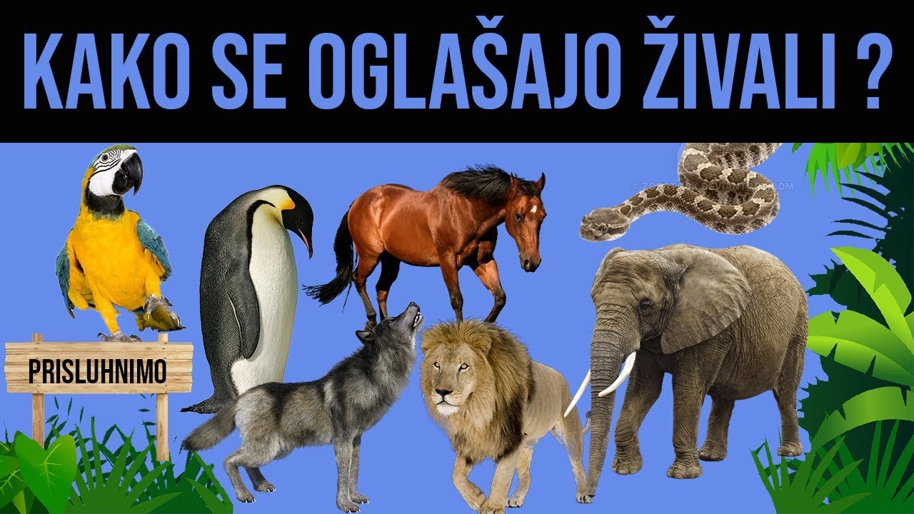 kako se oglašajo živali/ zvoki živali / učenje za otroke