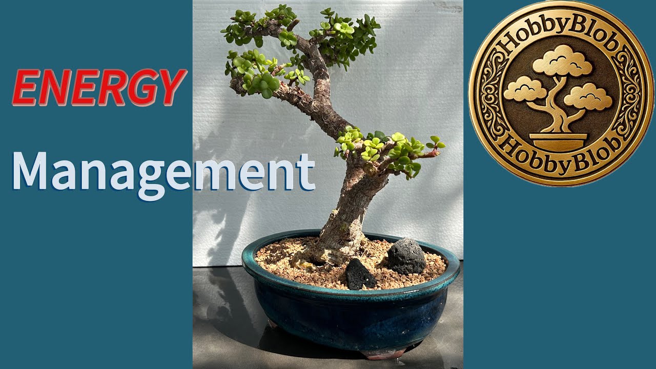Growing Portulacaria Afra Bonsai, Energy Management and tips . 