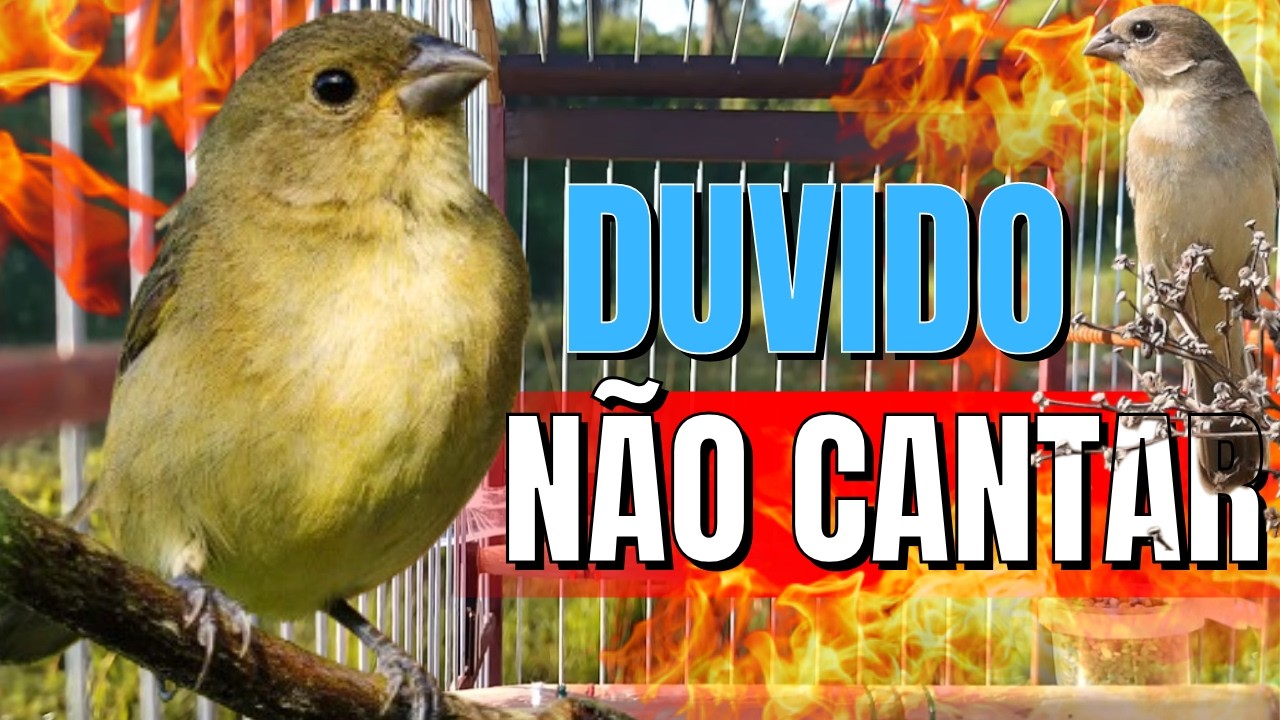 FÊMEA DE COLEIRO QUENTE CHAMANDO MUITO FOGOSA E PIANDO - ESQUENTE SEU COLEIRO FRIO