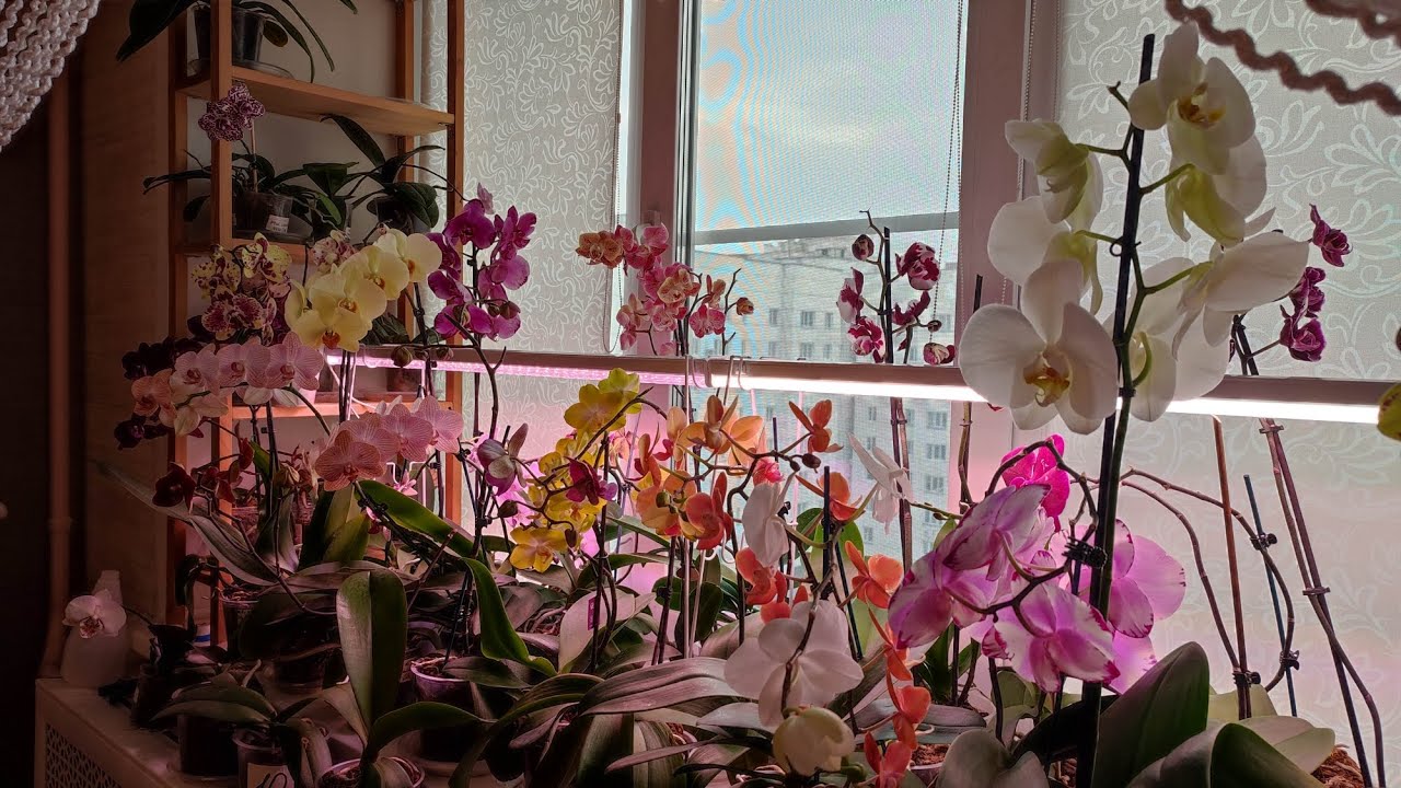 Мои орхидеи. Победа над трипсами и перестановка растений 🌿 #голландскиеорхидеи#phalaenopsis#orhids