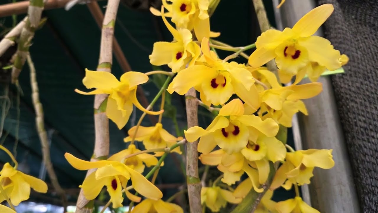 เหลืองจันทบูรณ์ที่สวนโป่งน้ำร้อน 21 มค 2569#anankemthong #อนันต์เข็มทอง #orchid #flowers