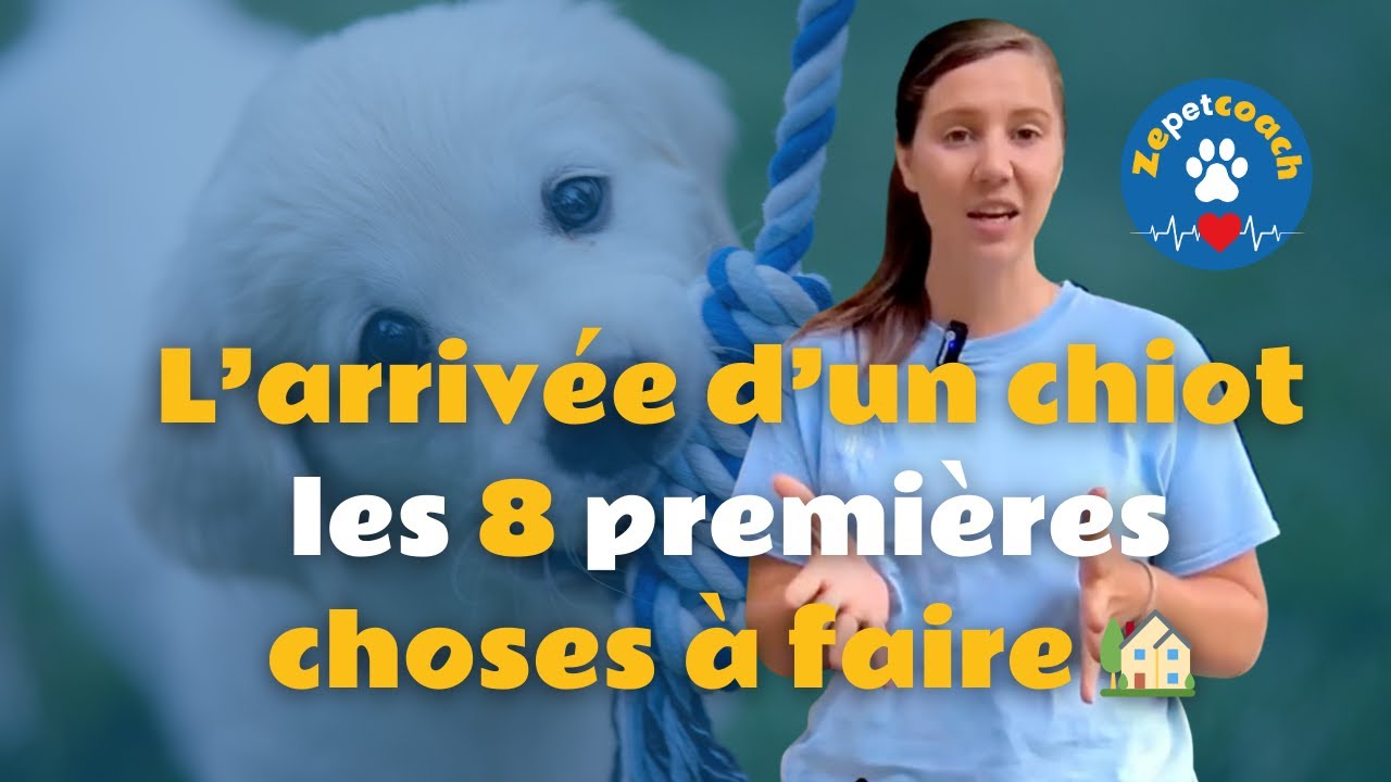 🏡 L’arrivée d’un chiot : les 8 premières choses à faire 🏡