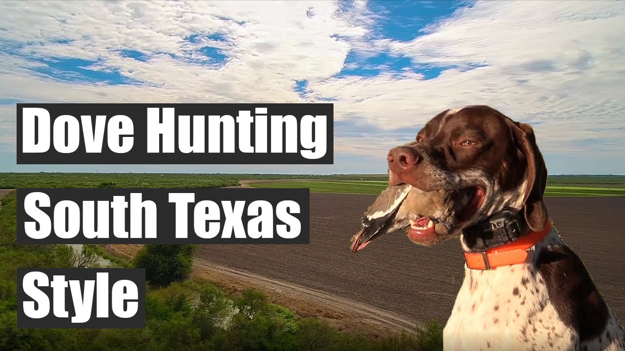 Dove Hunting with Dogs in South Texas with Drone Footage | Wide Open Sportsman