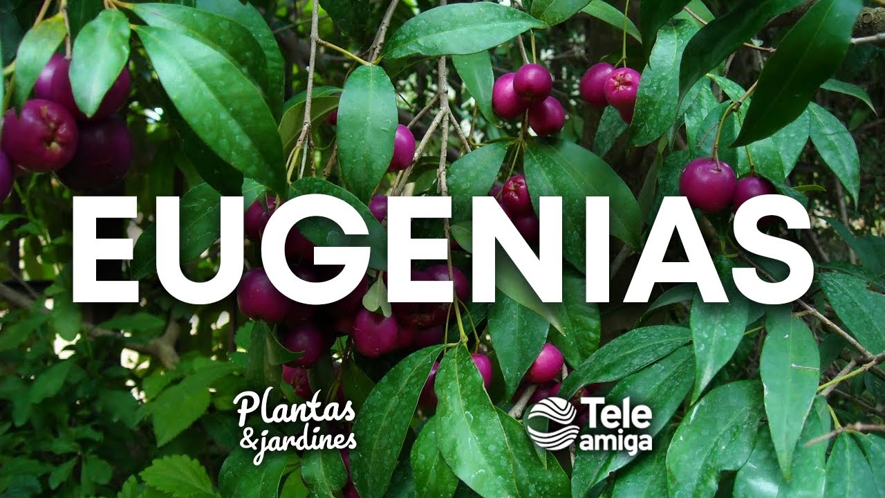 EUGENIAS en Plantas y Jardines - Teleamiga