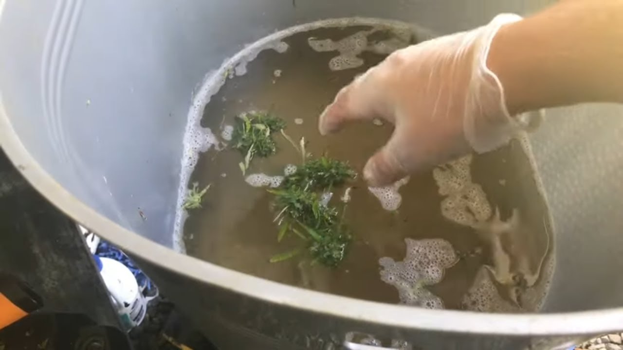 How to deal with mold and bud rot when harvesting your cannabis flowers