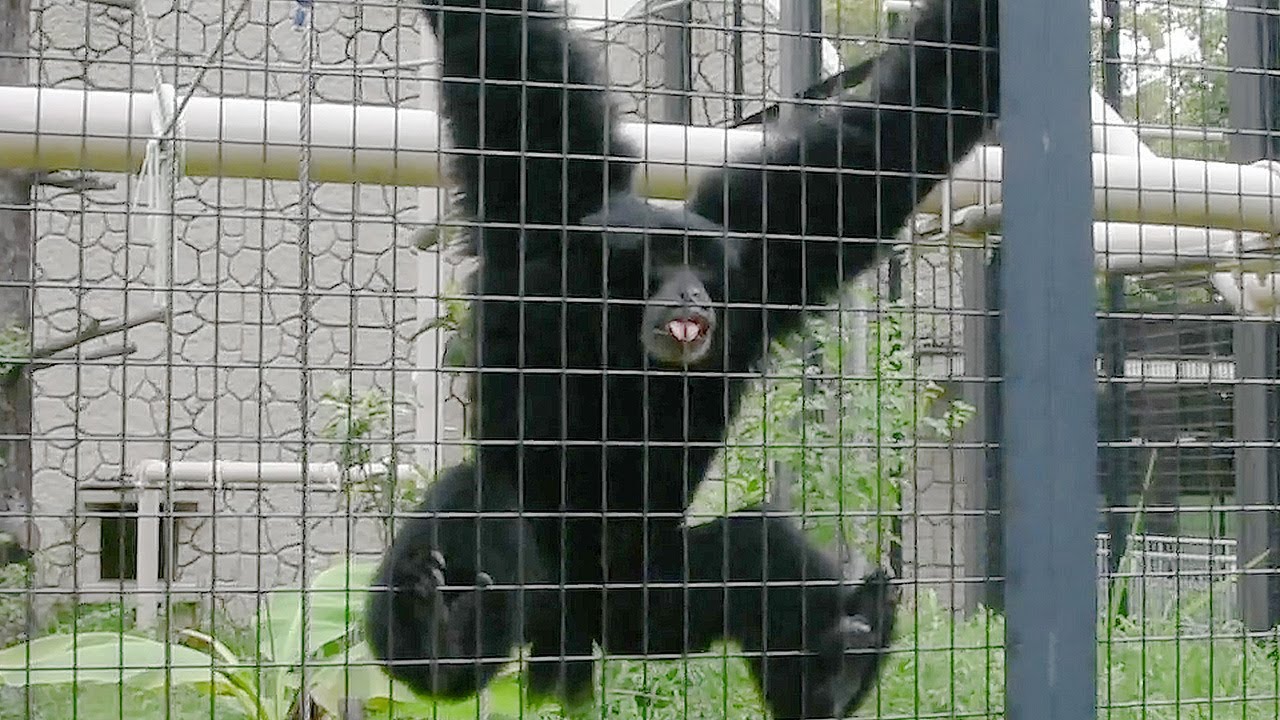 「おっさんの叫び声」？フクロテナガザル人気　名古屋・東山動植物園