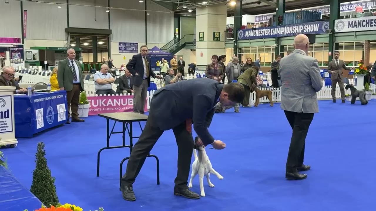 Manchester Dog Show 2026 - Terrier Group