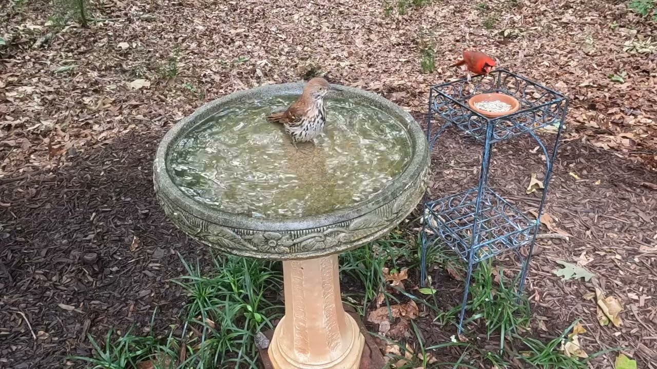 The birds are having' a grand ol' time