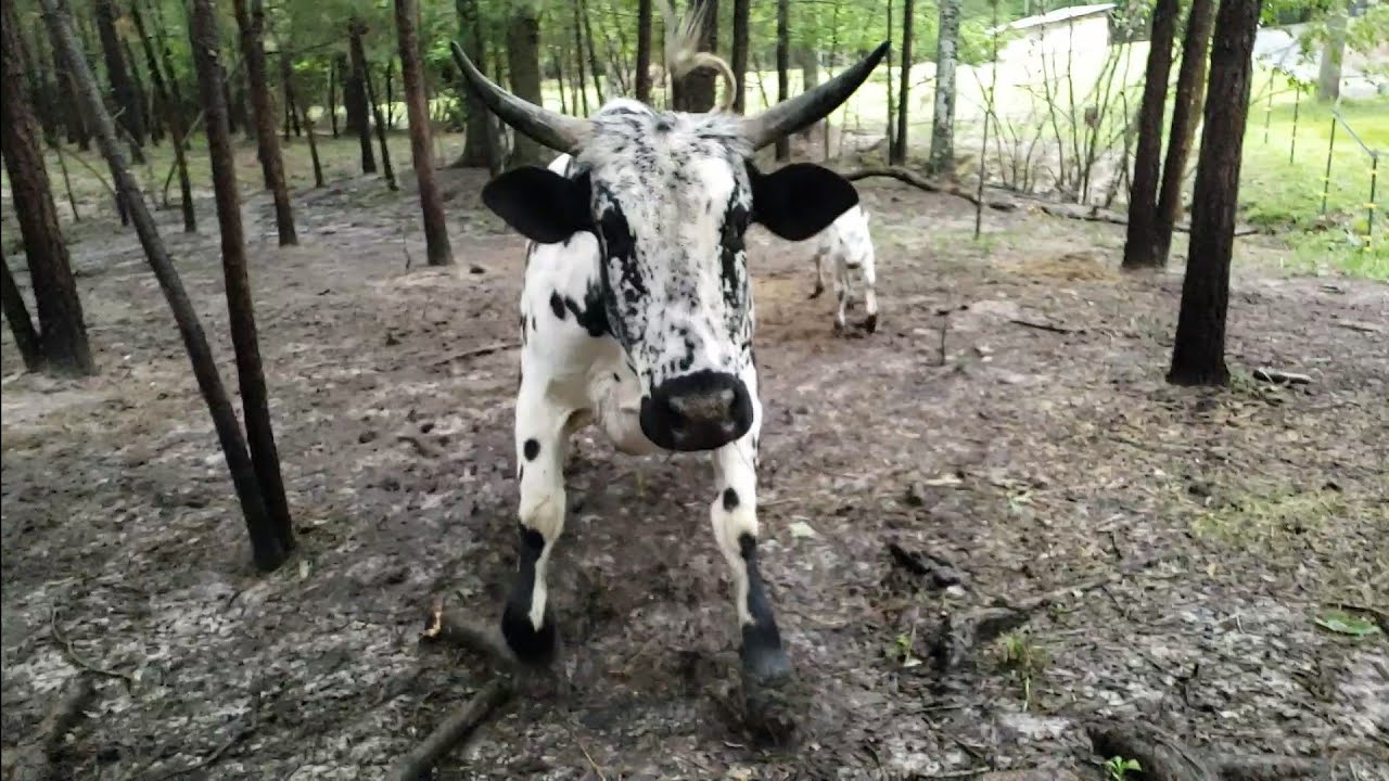 ⚠️ASI ATACA UNA VACA BRAVA PARIDA‼🏃&zwj;♂️💨