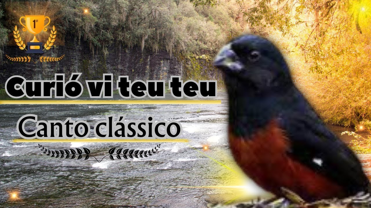 Curió vi teu teu teu!