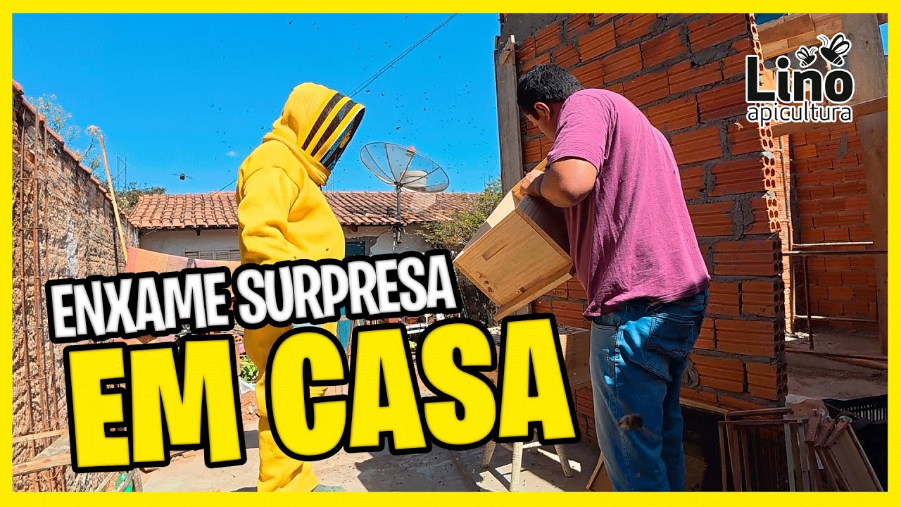 Enxame de Abelhas Invade a Cidade! Como Resgatar e Produzir Mel
