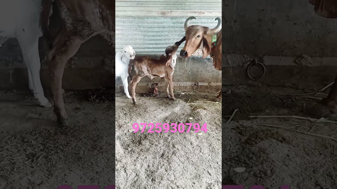 #Gir #cow #Gujarat #India #sale #9725930794 #top #quality #original #breed #gir👍#viral #videos#short