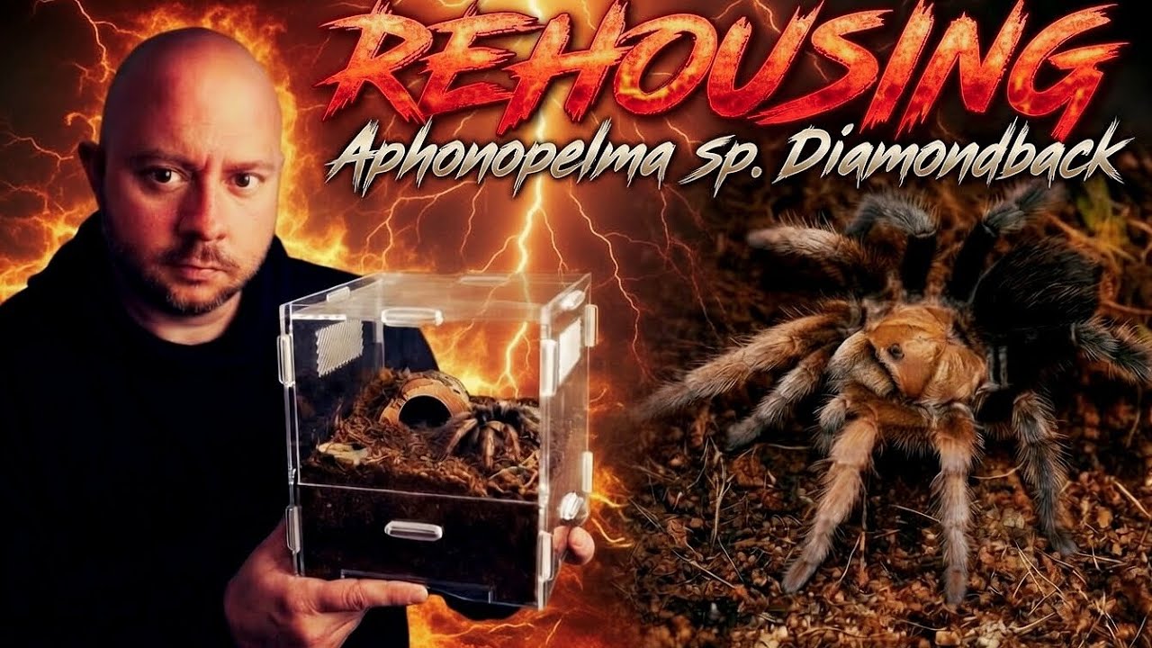 This Two-Tone Beauty is MOVING! Aphonopelma sp. Diamondback Rehousing 