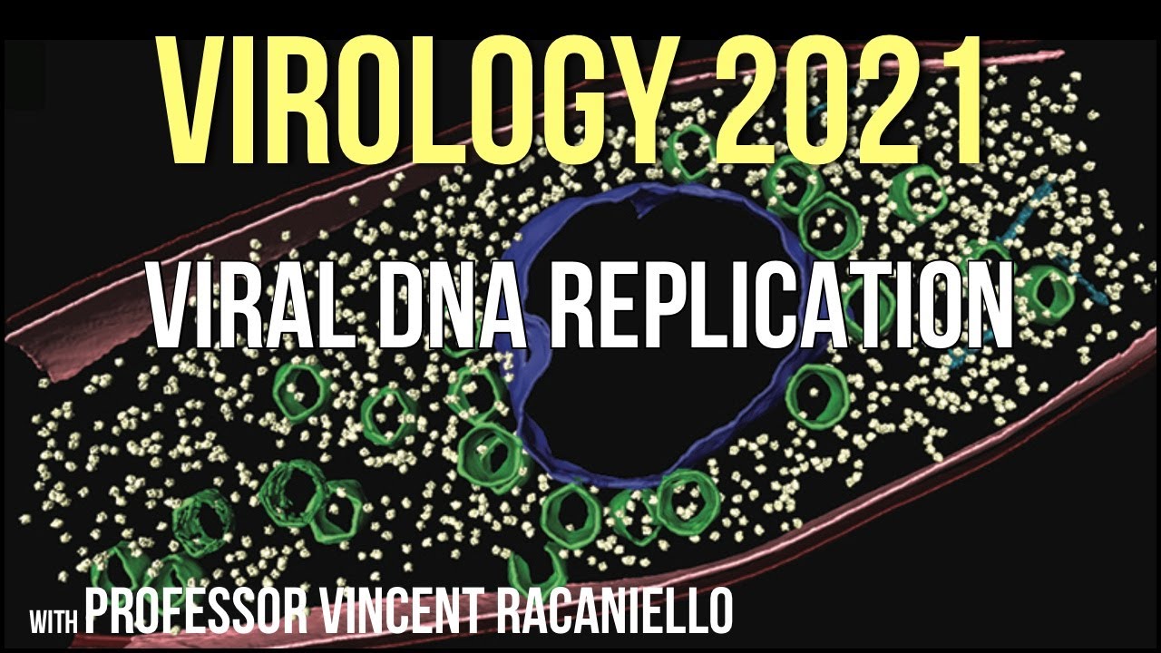 Virology Lectures 2021 #8 - Viral DNA Replication