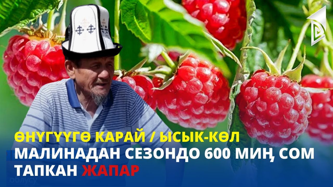 Малинадан сезондо 600 миӊ сом тапкан Жапар / Ысык-Көл