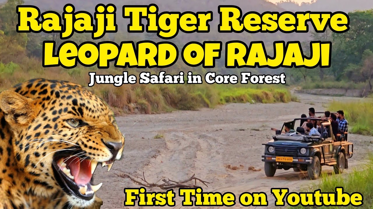 Leopards Of Rajaji | Jungle Safari in Core Forest | Rajaji Tiger Reserve #wildlife #haridwar #rajaji