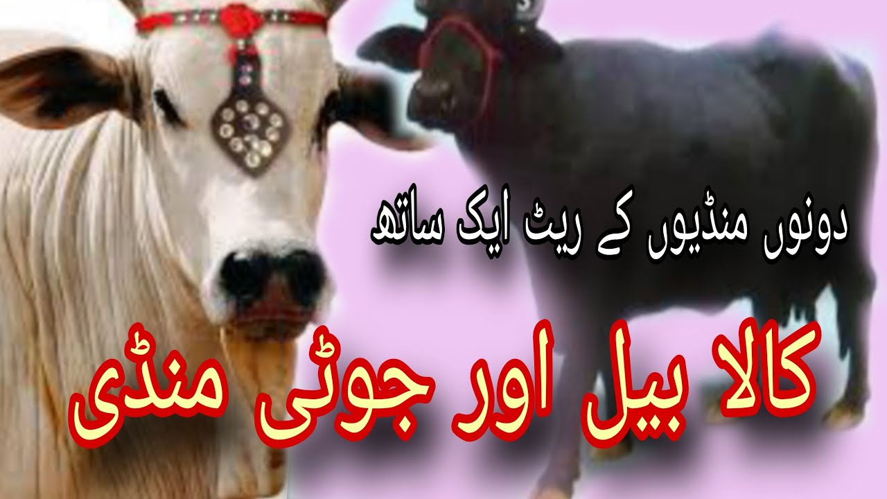 Kala mandi Peshawar cow and joti mandi in detail update 2025 new rates