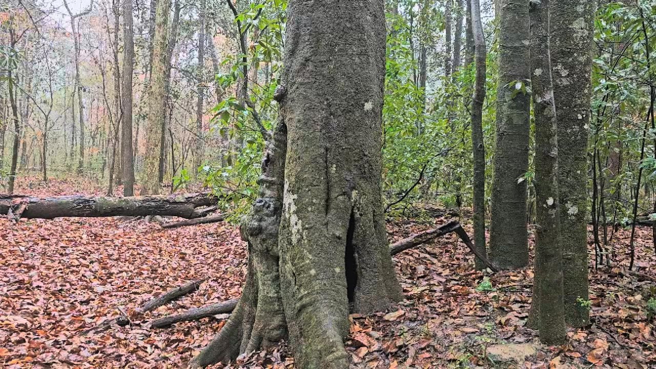 Rain in the Forest: 1.5 Hours of Relaxing Nature Sounds