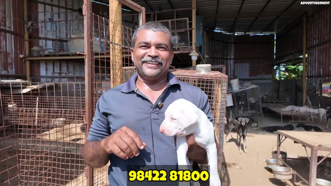 3,000 ரூபாய்க்கு நாட்டு நாய்கள் பண்ணை- Contry Dogs கெனல் - ராஜபாளையம், கோம்பை, கன்னி in Coimbatore