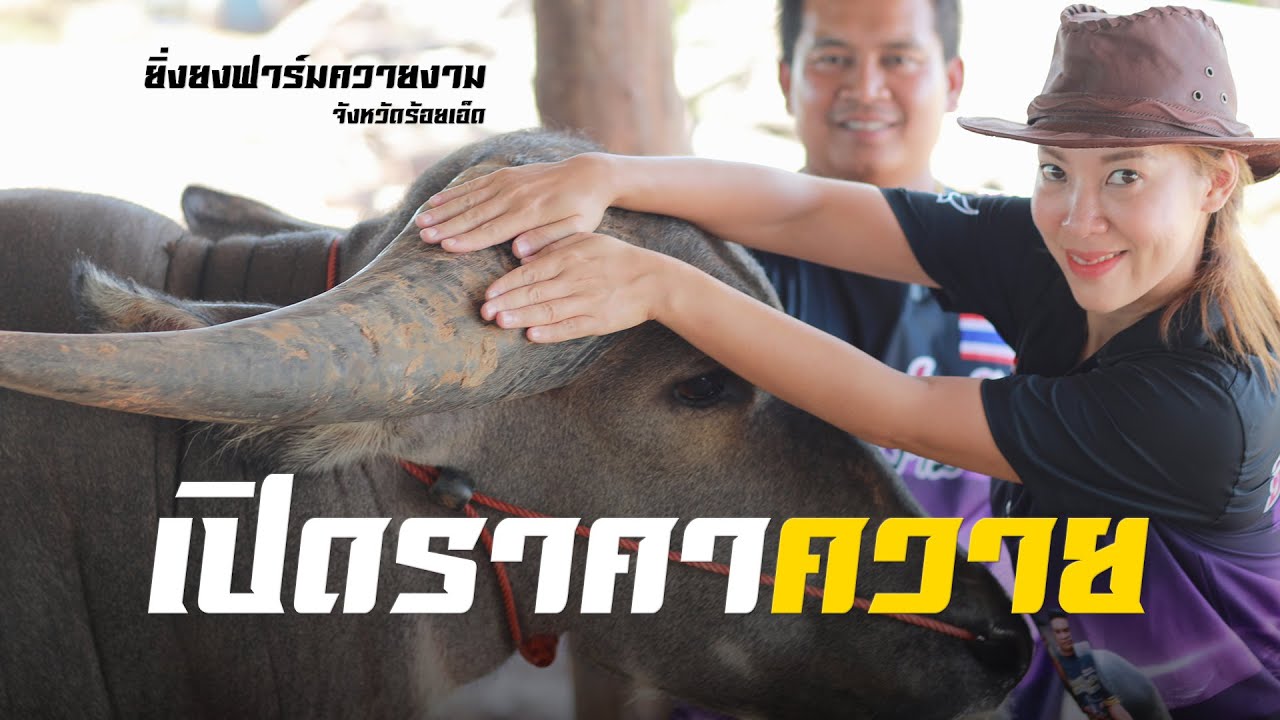 เปิดควาย คอกยิ่งยงฟาร์มควายงาม จังหวัดร้อยเอ็ด