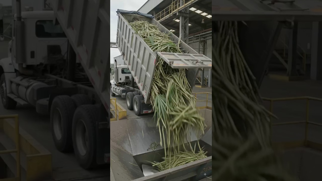 From Sugarcane to White Sugar! 😱 | Inside a Modern Sugar Factory | Full Process