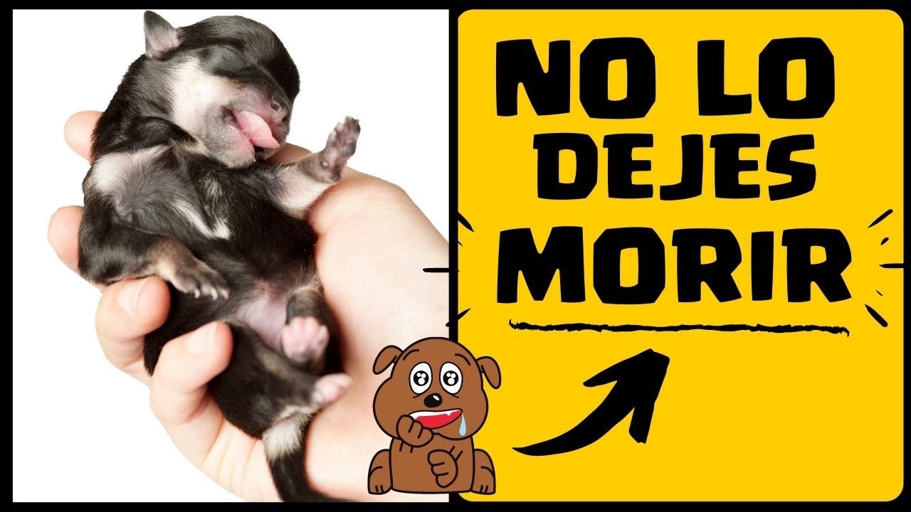 🛑Perros RECIEN NACIDOS ⏩ Aprende [ 5 ] SECRETOS para EVITAR MUERTES en Perros RECIEN Nacidos