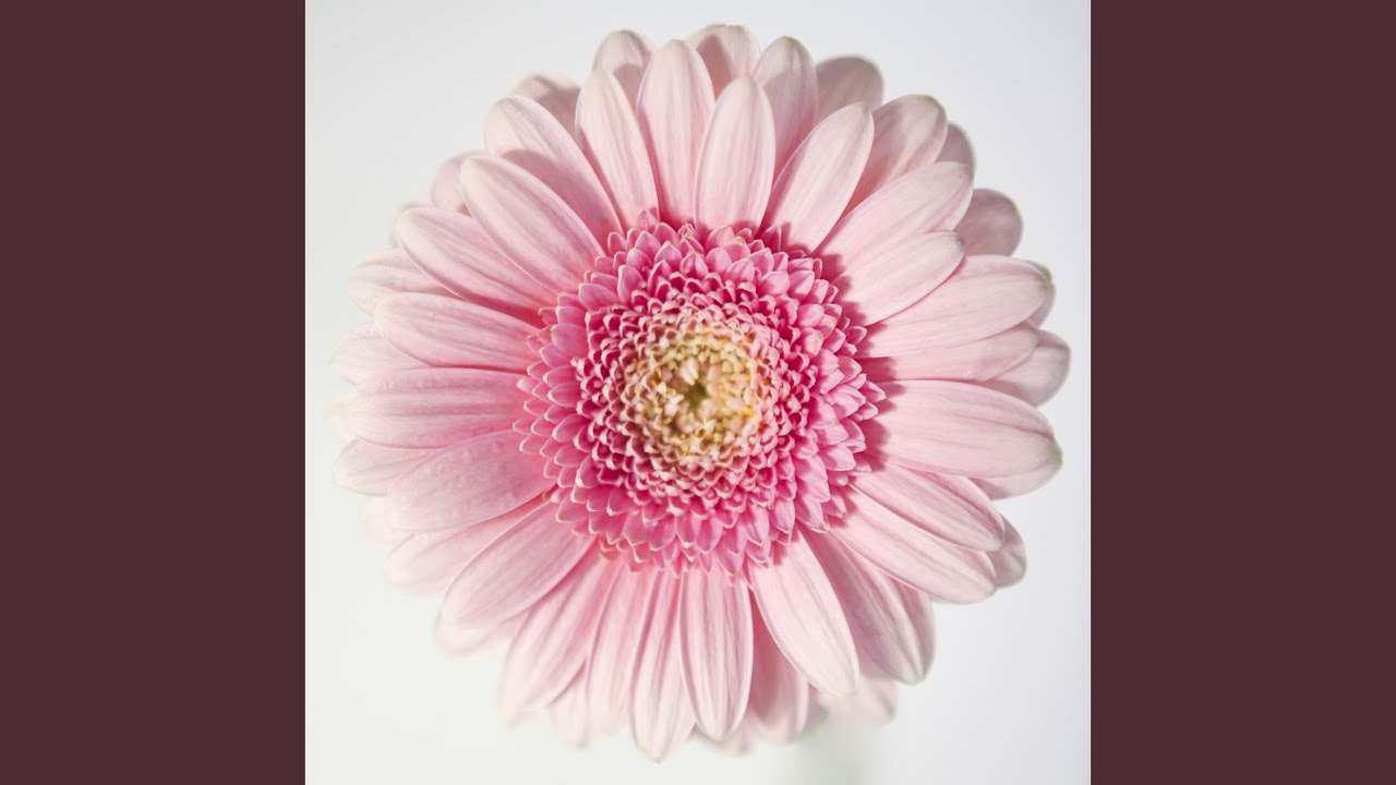 Blomma