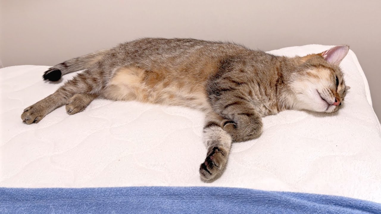 今年一番の暑さで猫がこうなりました&hellip;！
