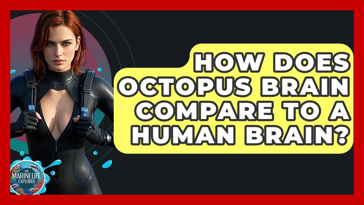 How Does Octopus Brain Compare To A Human Brain? - The Marine Life Explorer