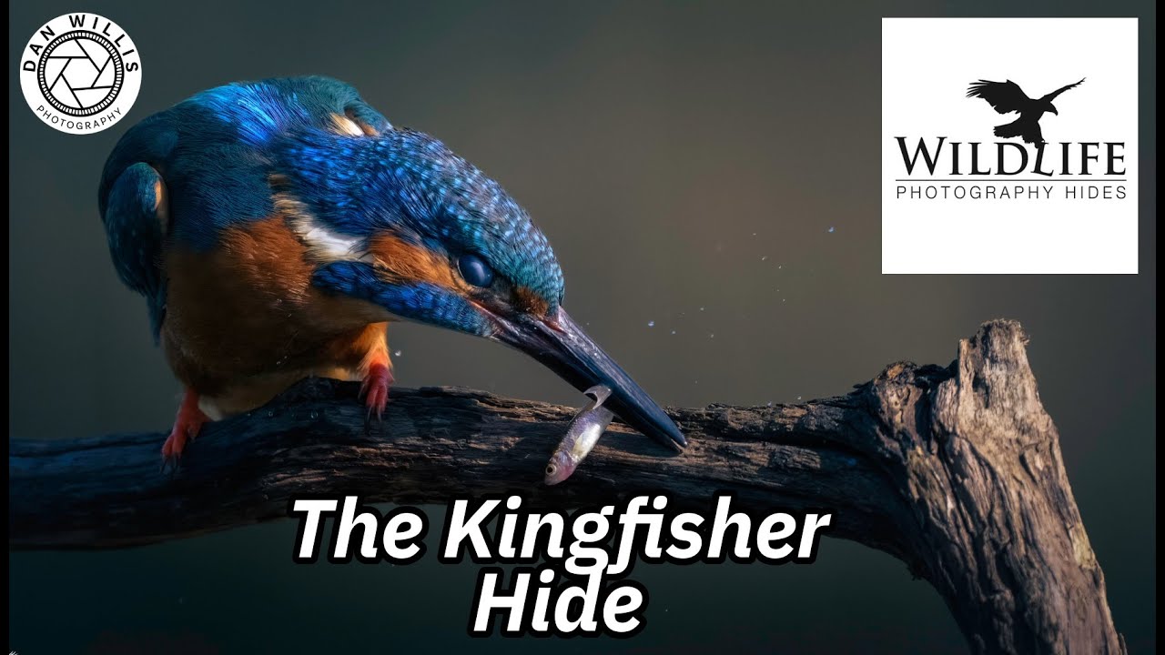Wildlife Photography Hides UK - The Kingfisher Hide