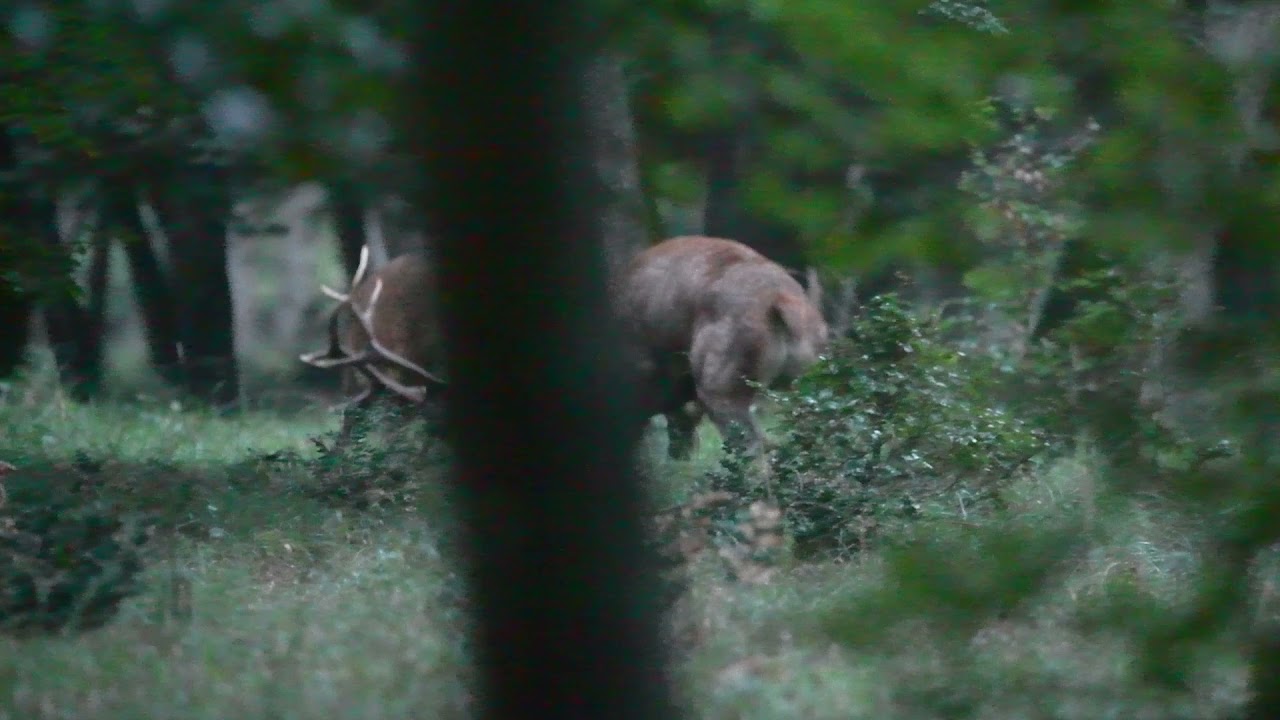 Combats de cerfs for&ecirc;t de Fontainebleau - 2021