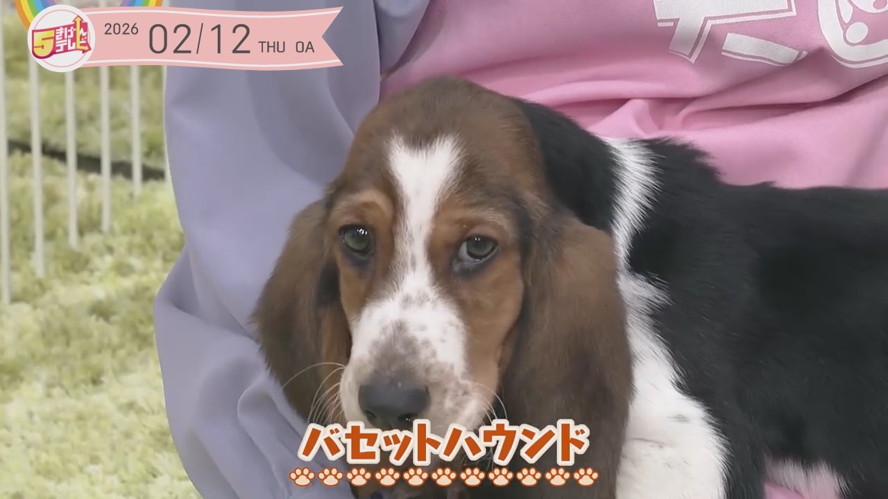 バセットハウンド｜チョペット天国