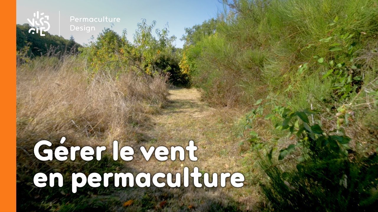 La minute permaculture #13 : G&eacute;rer le vent en permaculture