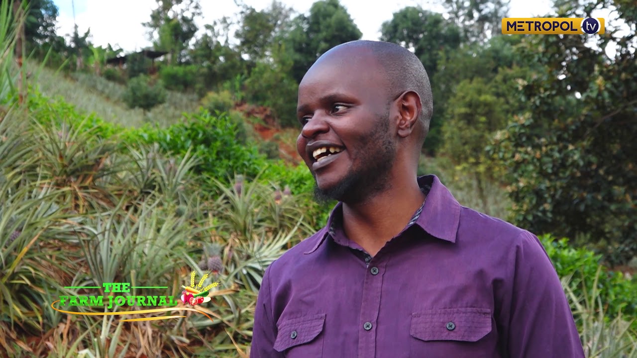 #TheFarmJournal Pineapple farming from Planting, Harvesting to the Markets | Part 2