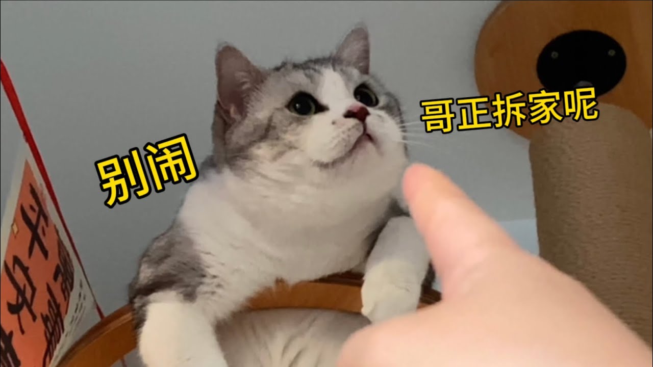糟糕！我的貓沒把我當主人，更沒把我當人..