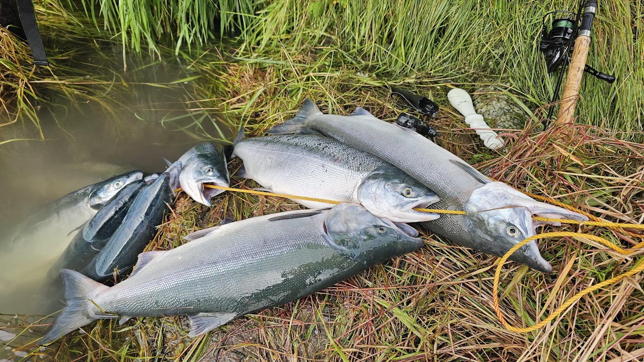 Sockeye Salmon Fishing in Kenai River Alaska