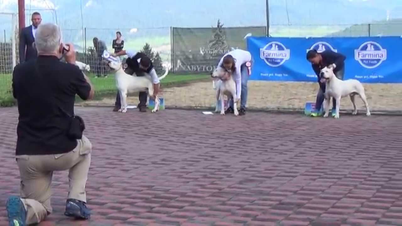 Dogo Argentino 21.09.2014 Ruzomberok Klubowa Wystawa Molosów (14)