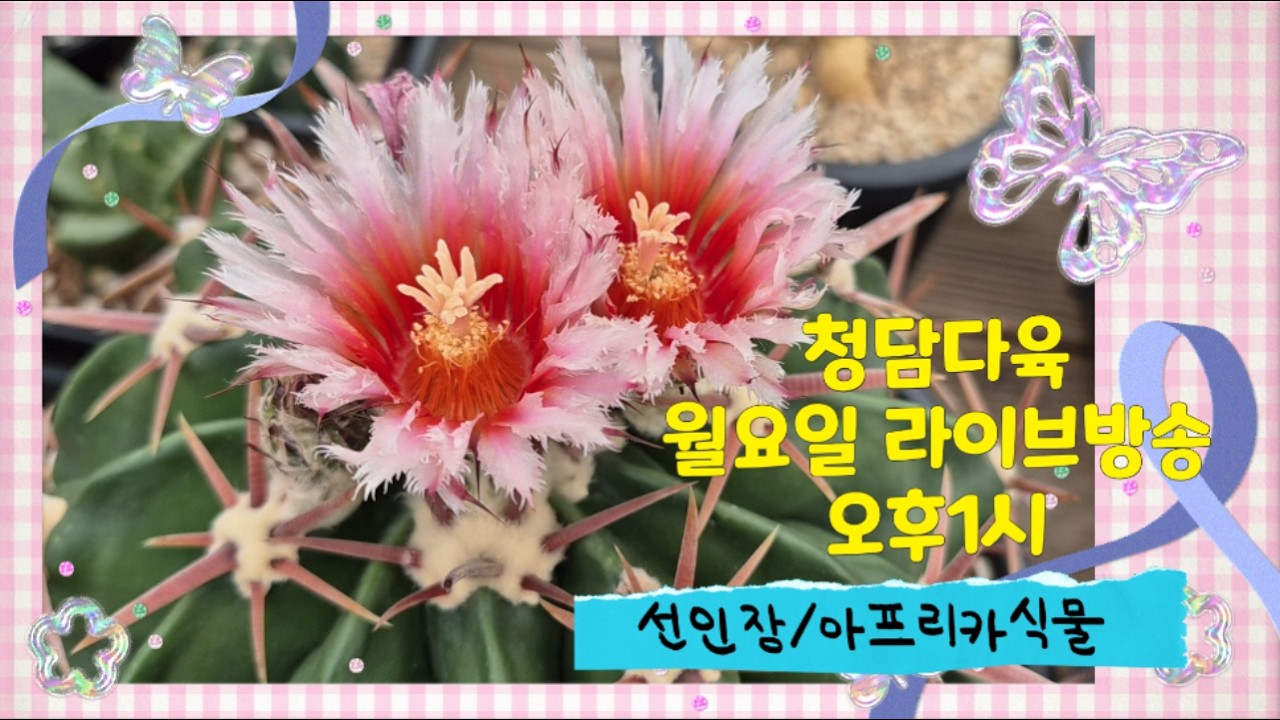 청담다육 라이브방송 (☎️010 4122 3663) #선인장 #아프리카식물 #cactus #サボテン #succulent