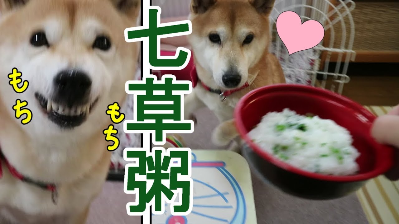 柴犬小春　七草粥のもっちり感に戸惑う柴犬の表情が(;'∀')