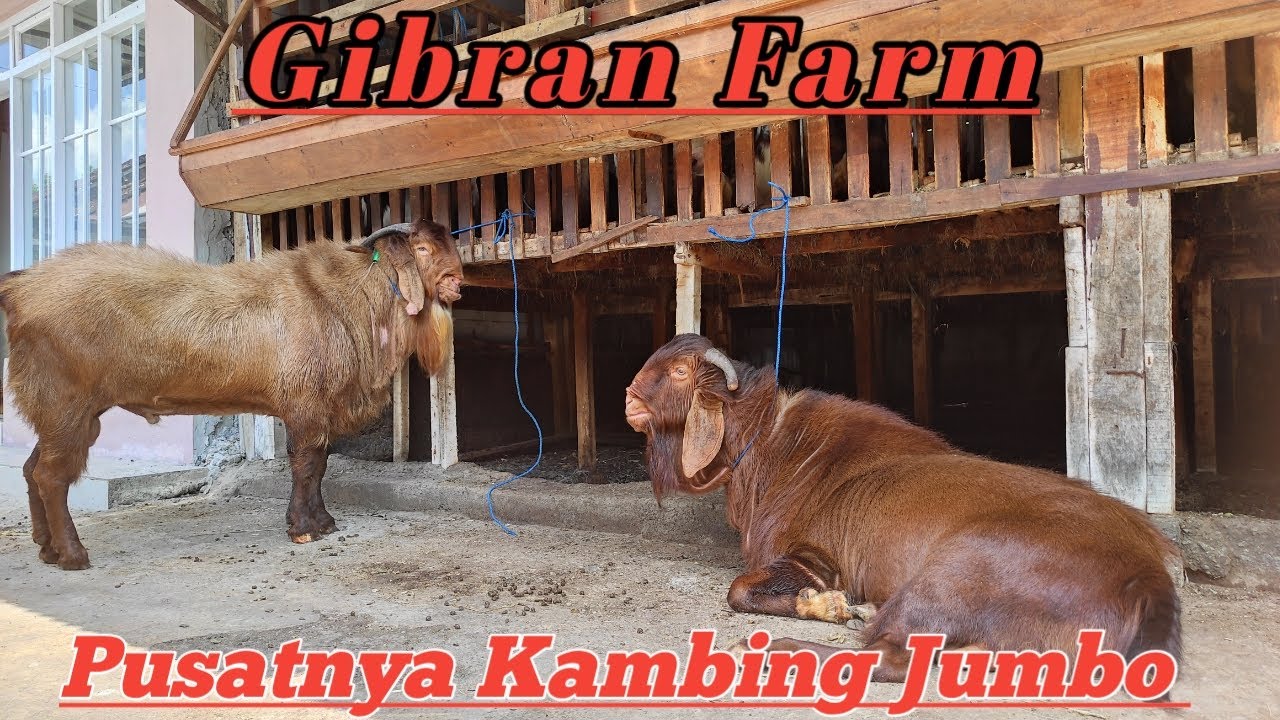 PUSATNYA KAMBING JUMBO DI JAWA TENGAH, CUKUP DENGAN 100 RIBUAN@alek budi santoso