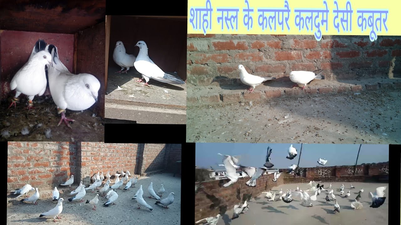 Shahi breed of high Flyer kalpare kaldume Pigeons loft of Salman allahabadi by Shadab Malik,