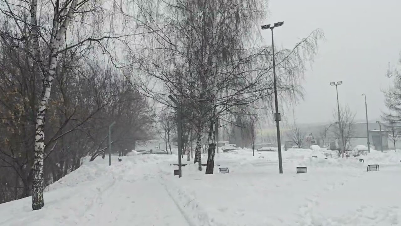 16 февраля. У Алтуфьевского лесопарка