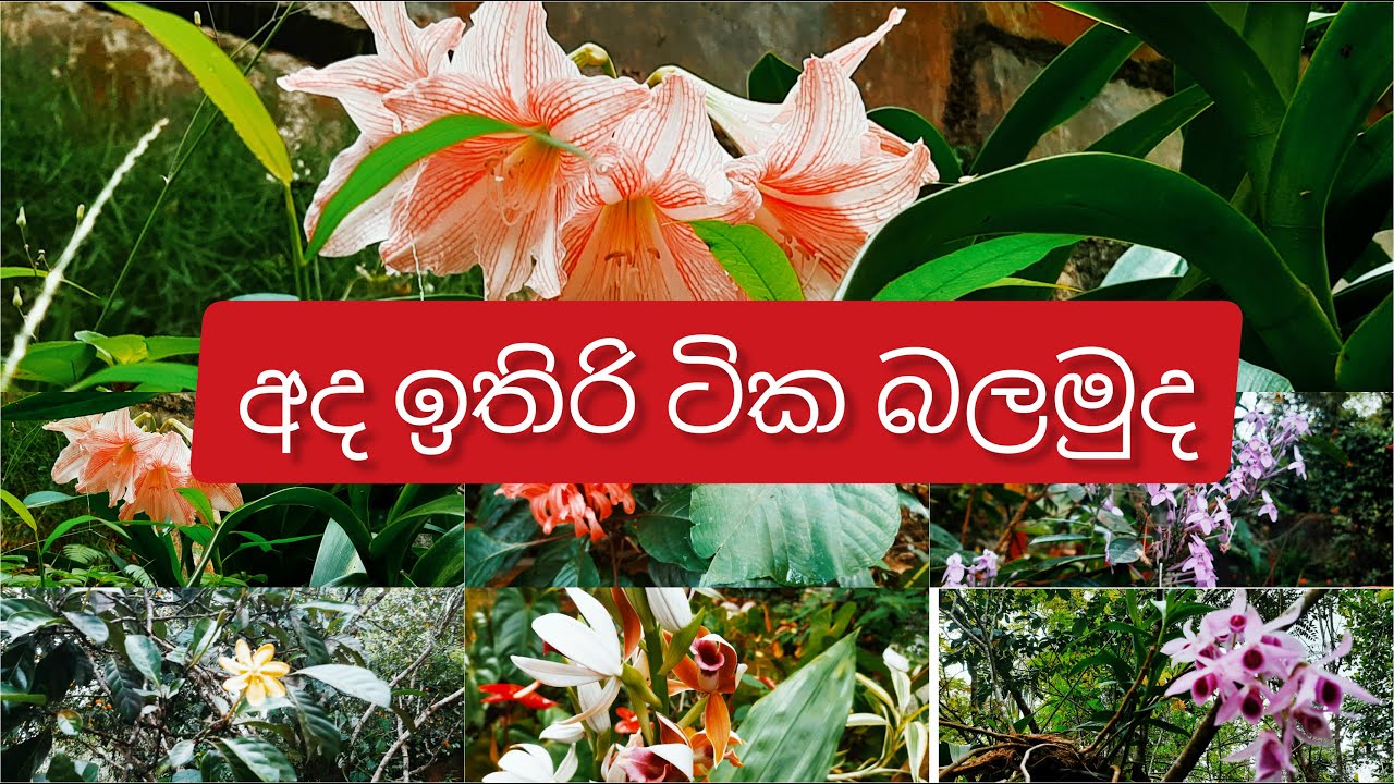 Garden Tour 🌸 | Come & See My Beautiful Flowers in Bloom | So Many Flowers Today 🌸 #greenaurasl