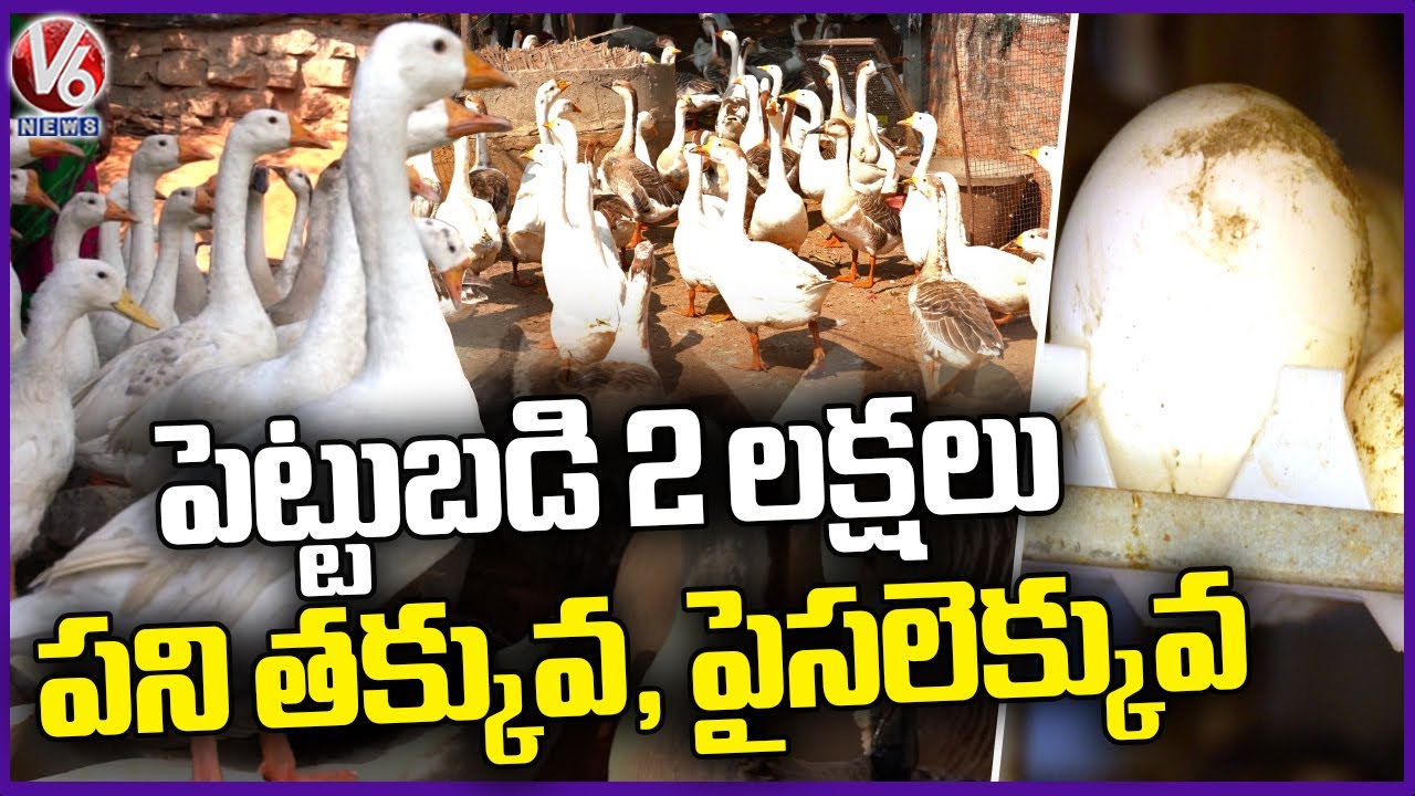 Duck Farming At Mulakalapalli | Yadadri Bhuvanagiri | V6 News