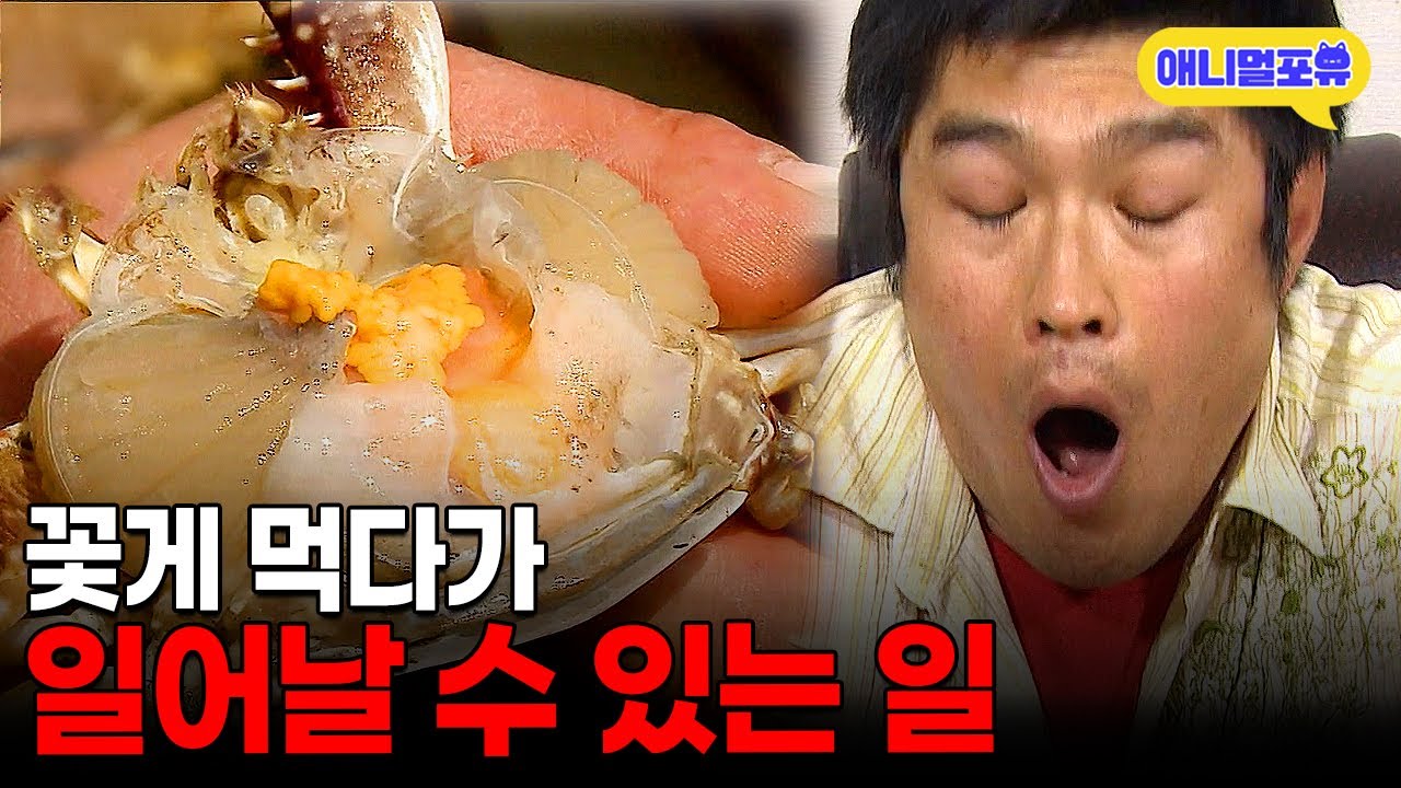 꽃게 먹다가 사망?! 게 먹을 때 조심해야 하는 이유🚨 I KBS 위기탈출 넘버원 130819 방송