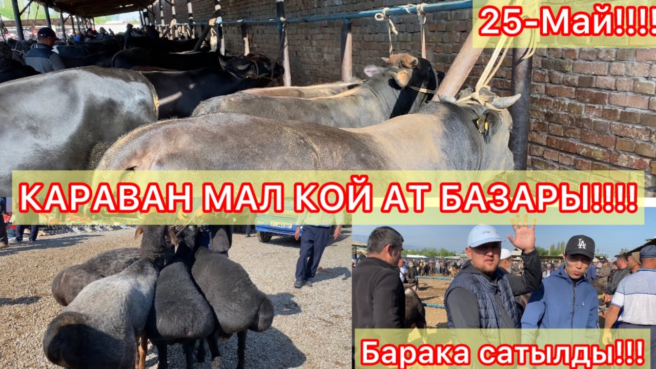 Караван Мал Кой Ат базары!!! 25-Май!!! СРОЧНО КОРУНУЗ ЧОП КАНЧА БОЛУП КАЛДЫ!!!