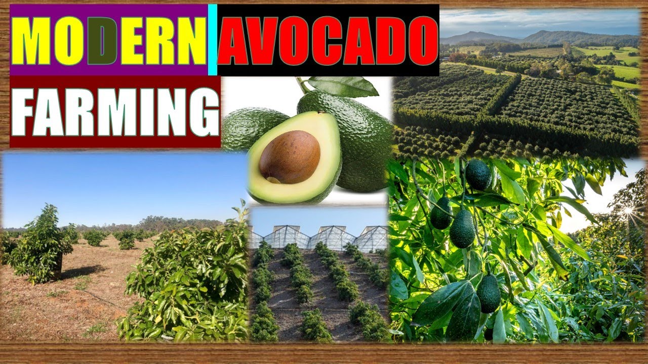 Modern Avocado Farming 2024   #Avocado #Avocado #avocadobenefits  #avocadosmoothie  #avocadooil