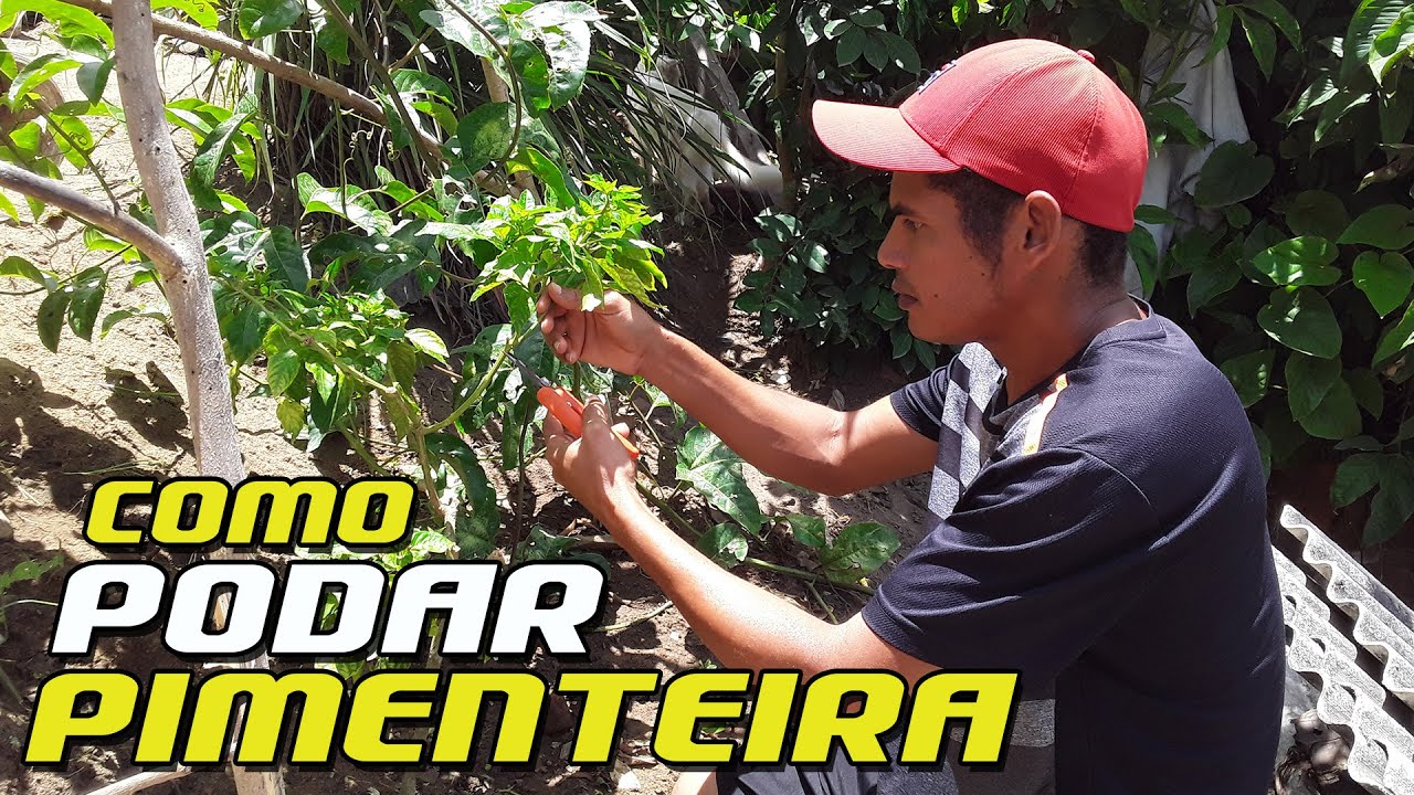 Como PODAR O PÉ De PIMENTA De Cheiro Dedo De Moça | Faça A Poda na Pimenteira e Veja O Resultado