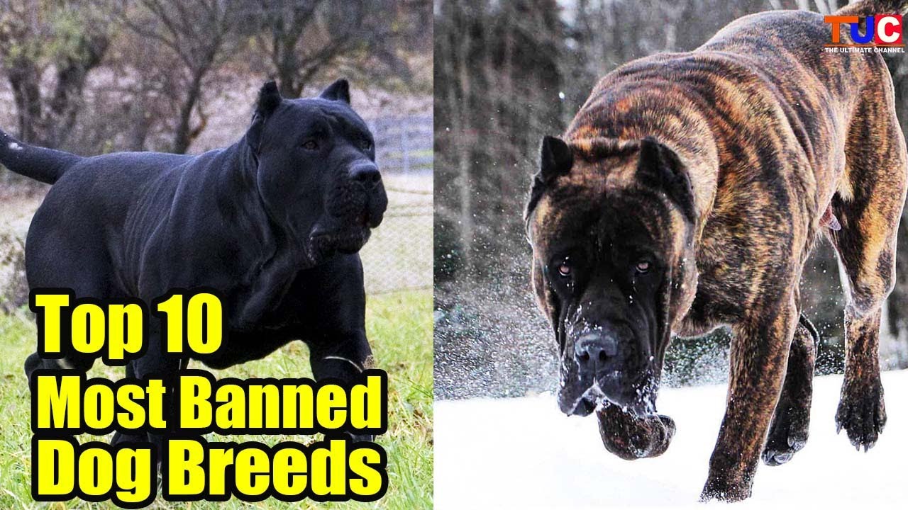 Top 10 Most Banned Dogs in The World : TUC